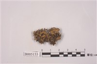 藏品(島衣屬)的圖片